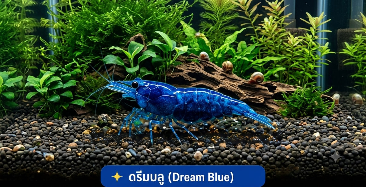 กุ้งแคระดรีมบลู