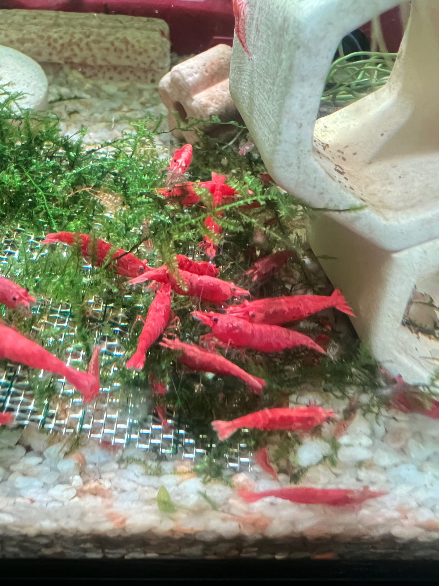 กุ้งแคระไฟเรด รูปที่ 3