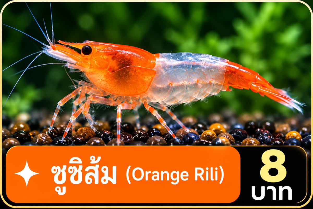 กุ้งแคระซูชิส้ม