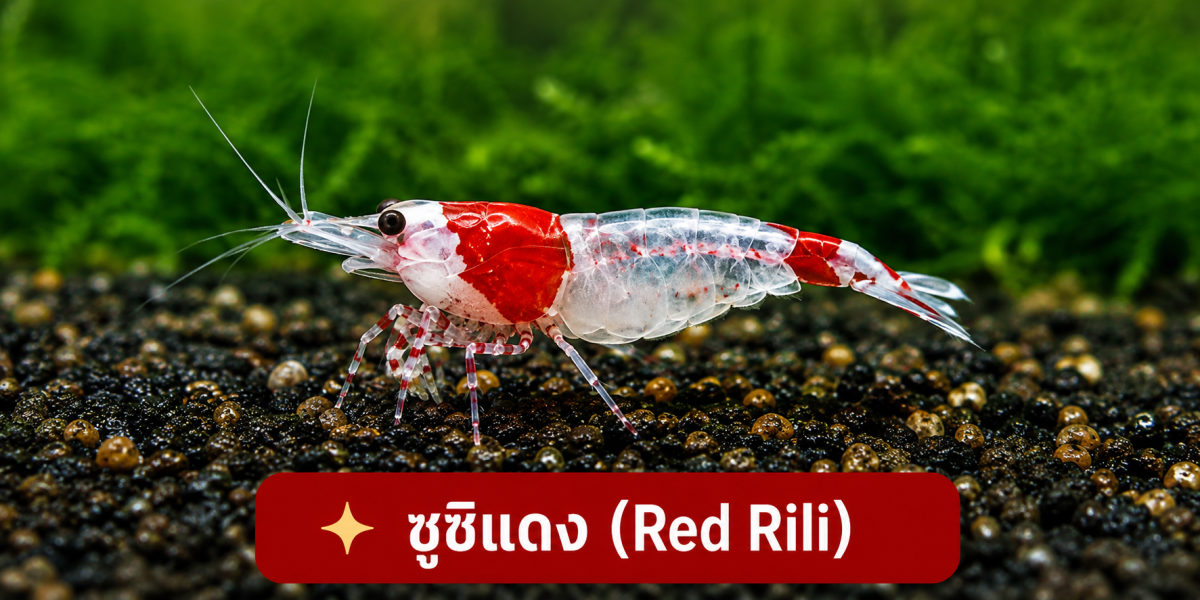กุ้งแคระซูชิแดง
