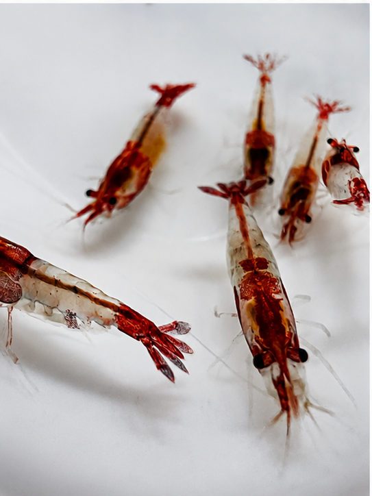 กุ้งแคระซูชิแดง รูปที่ 3