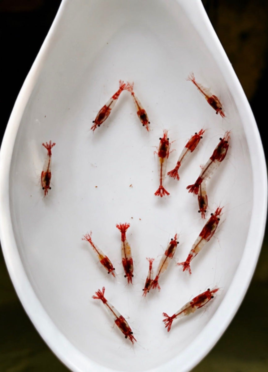 กุ้งแคระซูชิแดง รูปที่ 4