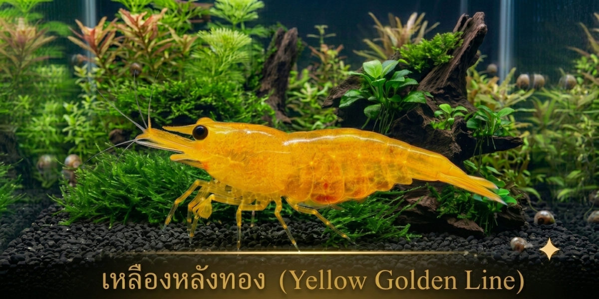 กุ้งแคระเหลืองหลังทอง