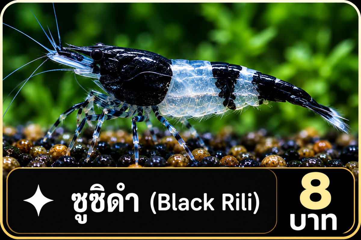 กุ้งแคระซูชิดำ