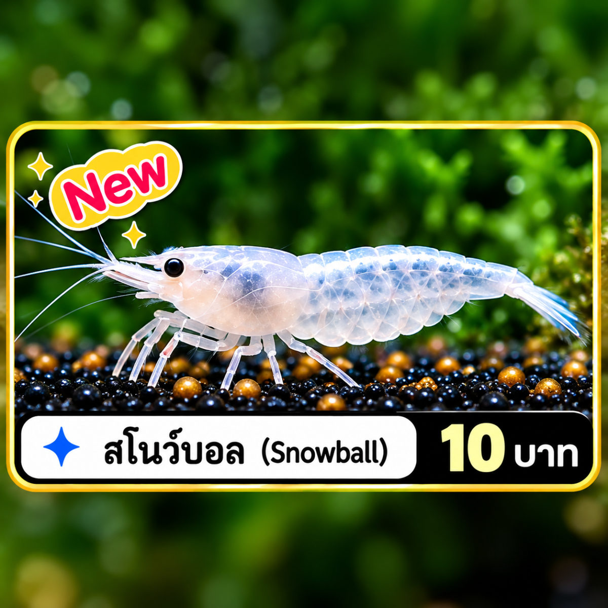 กุ้งแคระสโนว์บอล